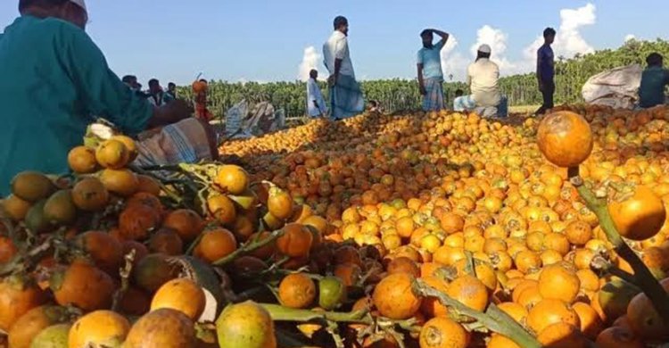 কক্সবাজারের সুপারির কদর বাড়ছে, হচ্ছে রপ্তানি, আড়াইশ কোটি টাকা আয়ের সম্ভাবনা