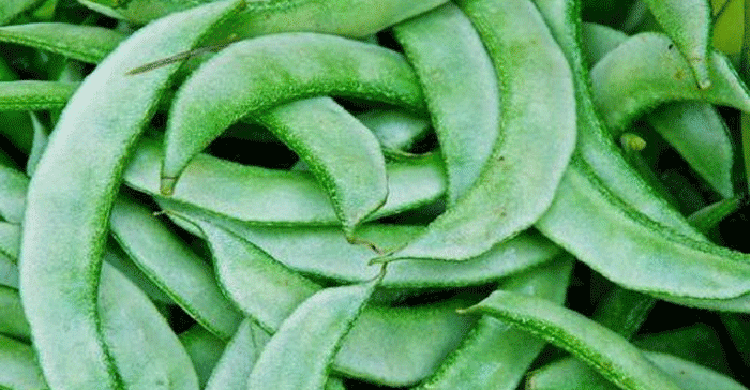 শীতের সবজি শিম